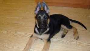 Kako dvigniti mladička do enega leta